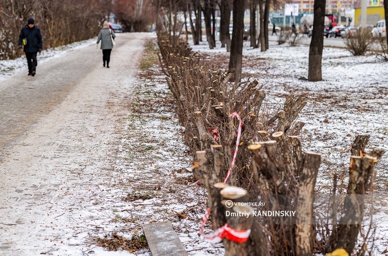 «Омолаживающая обрезка»: мэрия пояснила, зачем в Томске срубили аллею у площади Южной