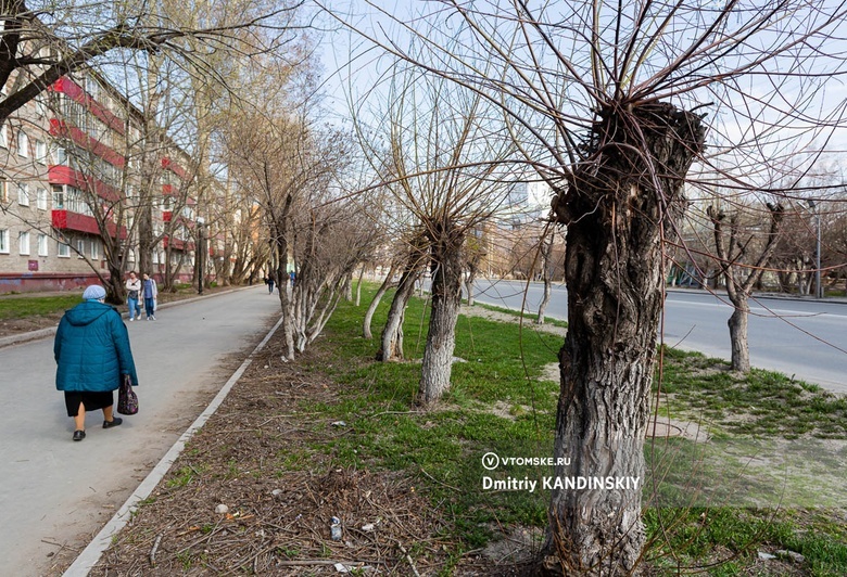 Кустарники начнут высаживать под ЛЭП в Томске. Старые деревья планируют убрать