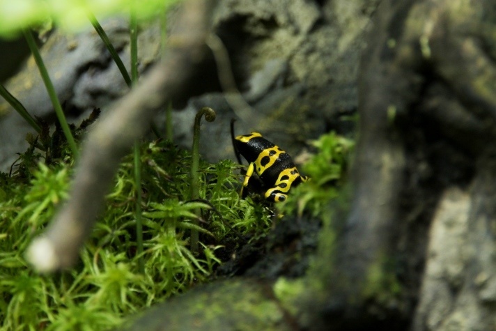 Тропических лягушек-самоцветов могут увидеть томичи в ботсаду