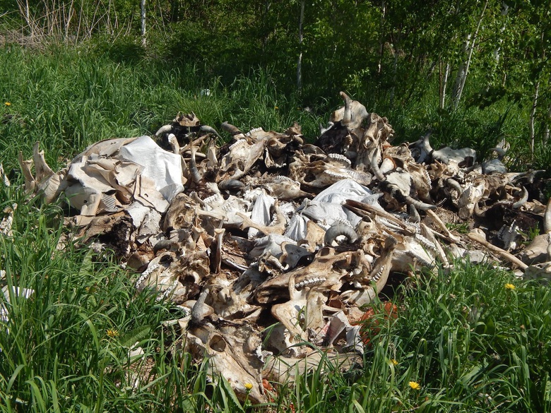 Член штаба Навального обнаружил свалку останков крупного рогатого скота под Томском