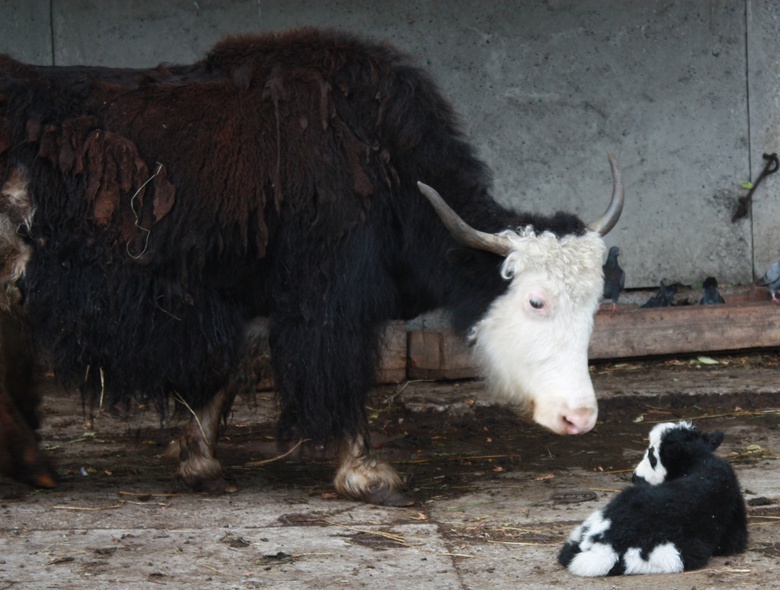 Северский зоопарк предлагает томичам придумать имена новорожденным якам