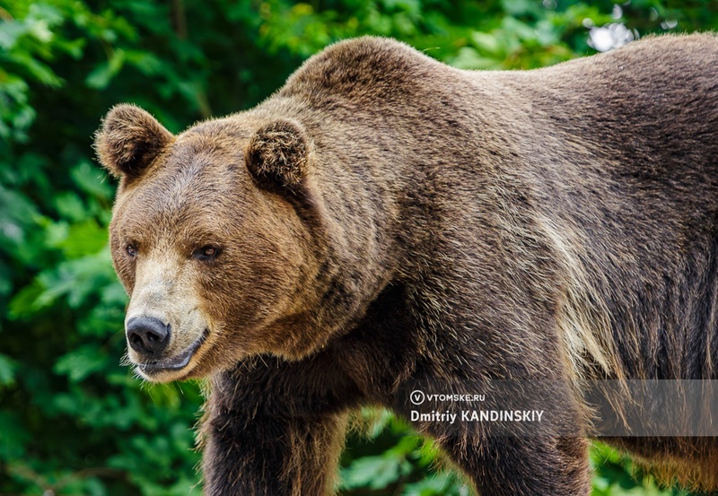 Медведь продолжает тревожить жителей Томского района. Охотники готовят приманку для хищника