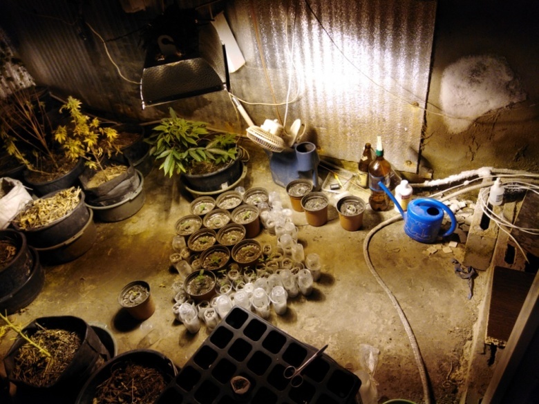 Томич в ангаре выращивал в горшочках марихуану на продажу