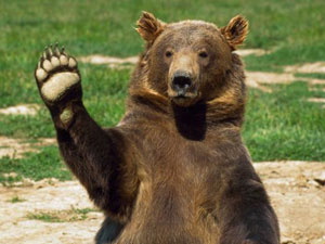 Жители Восточной жалуются на соседа, который содержит во дворе медведей