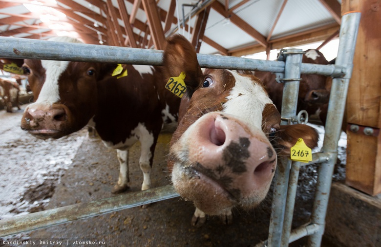 Эксперт из Нидерландов рассказал томским фермерам, как сделать корову счастливой