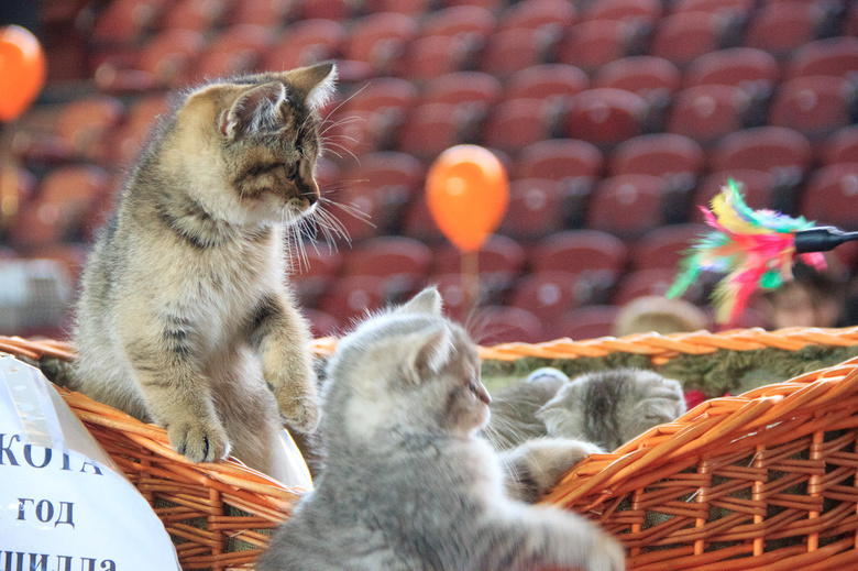 В первый день выставки «Магия кошек» победил сиамский кот (фото)
