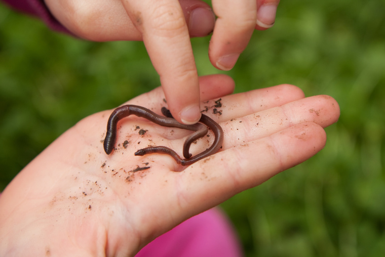 Ученые ТГУ планируют делать продукты и лекарства из дождевых червей