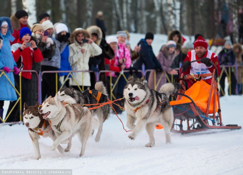 В гонках на собачьих упряжках под Томском примут участие 100 команд