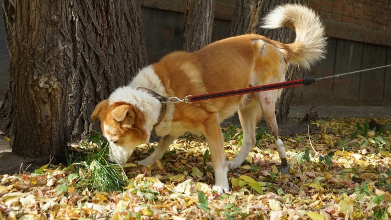 Протез с биопокрытием от ТПУ заменил псу из Новосибирска утраченную лапу