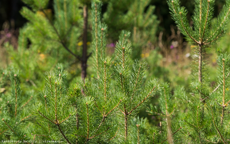 В Томской области на акции высадят более десяти тысяч деревьев
