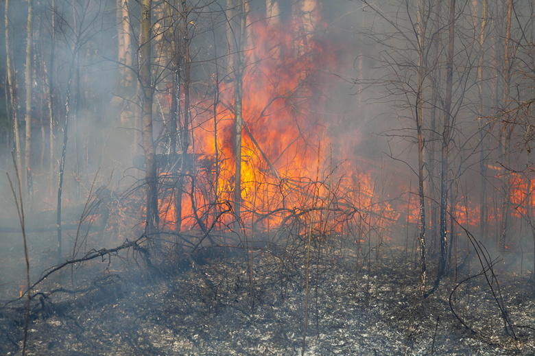 Почти 90 га леса горит в Томской области из-за гроз
