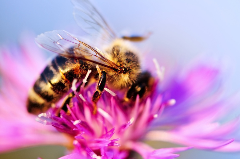 В ТГУ создают цветочные «конвейеры» для питания пчел на пасеках