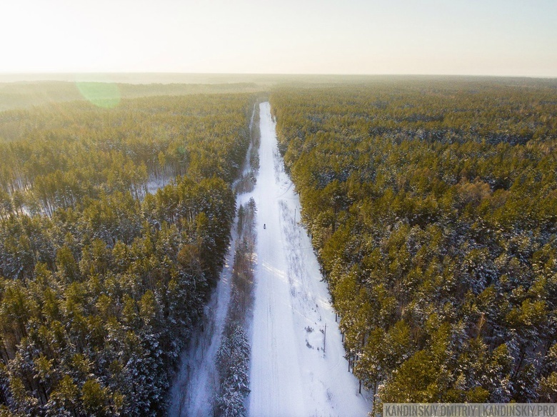 В лесах Тамбовской области осталось всего два волка. Животное является символом региона