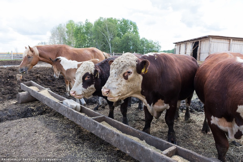 Крупный мясной комплекс на 15 тыс голов хотят создать в Томской области за несколько лет