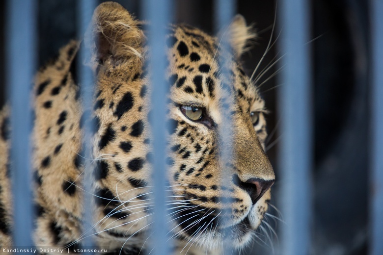 Леопарда из Северска перевезли в Омск для разведения