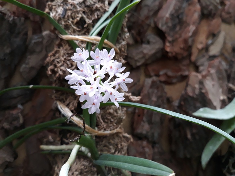 Миниатюрные орхидеи расцвели в томском ботсаду