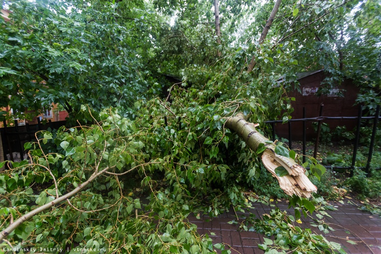 Сильный ветер обрушил 15 деревьев в Томске, пострадавших нет