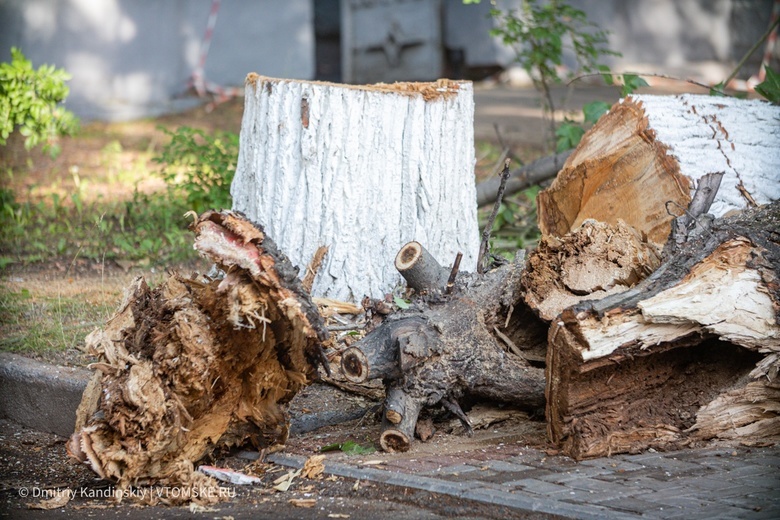 Шквалистый ветер повалил несколько деревьев в Томске