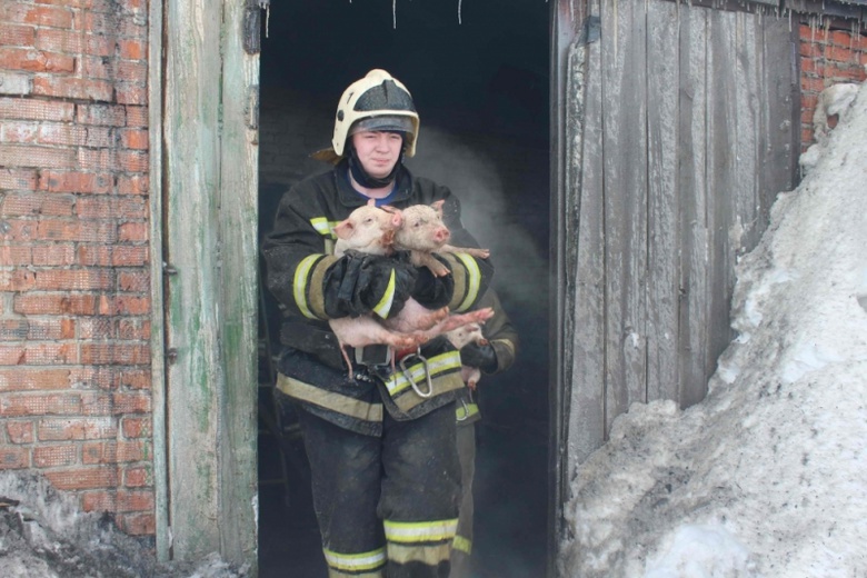 Спасение «пятачков»: как томские пожарные выносили поросят из горящего здания