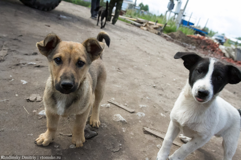 «Верный друг» за 9 месяцев отловил в Томске почти 3 тыс бездомных собак