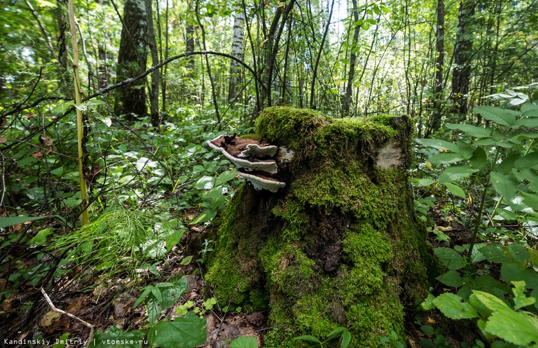Экоактивисты выступили против проекта благоустройства в лесу Академгородка