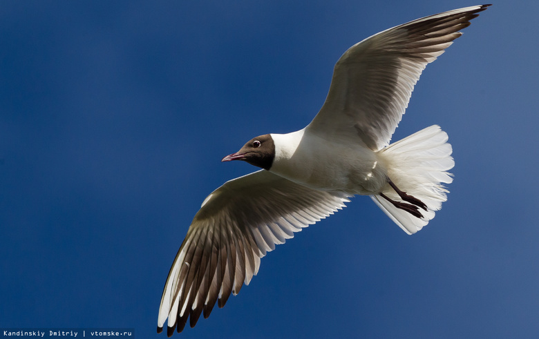 Чайка, серая цапля и чомга: как перелетные птицы растят потомство на томских озерах