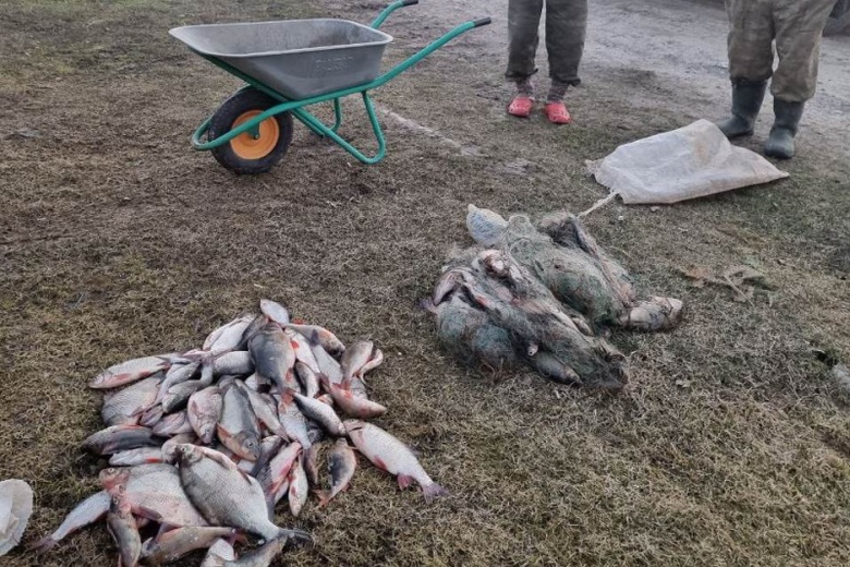 Сроки грозят 20 томичам за незаконный вылов около 600 особей рыбы во время нереста