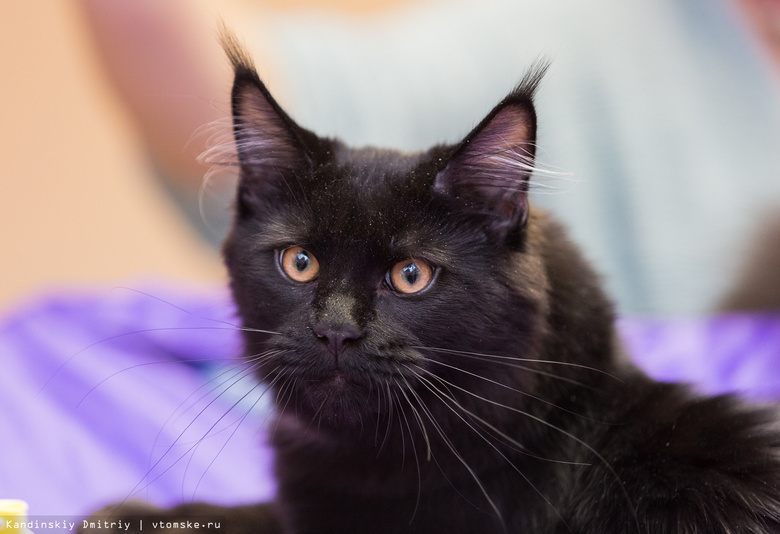 Томичка получила срок за присвоение более 5 тыс руб на «лечение» найденного кота