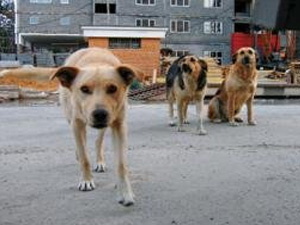Собака покусала двухлетнюю девочку