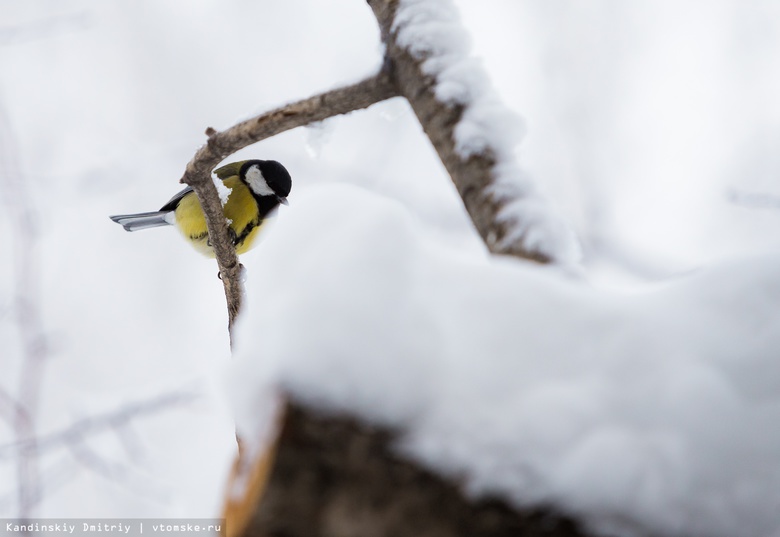 Томичей приглашают понаблюдать за птицами на экскурсии в Михайловской роще