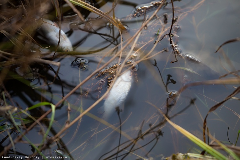 Очевидцы сообщили о гибели рыбы в томском озере. Власти отобрали пробы воды