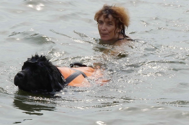 Собака легко перетаскивает утопающего в воде. Водолаз ньюфаундленд спасатель. Собаки спасают утопающих. Ньюфаундленд в воде.