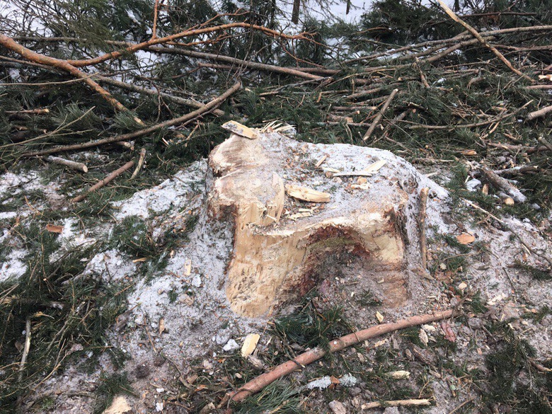 Депутат Госдумы попросила Бастрыкина взять под контроль расследование рубки леса в Батурино