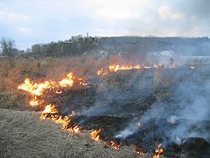 Зафиксированы первые лесные пожары
