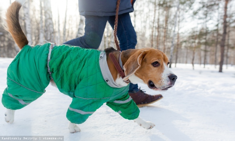 Площадка для выгула собак появится на Каштаке в Томске