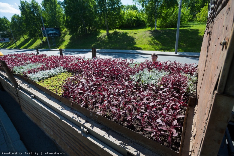Въезд в Томск украсит цветочный герб из 19 тыс растений