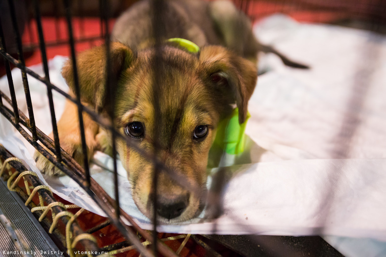 В ТГУ запустили акции по сбору средств на памятник-копилку бездомной собаке в Томске