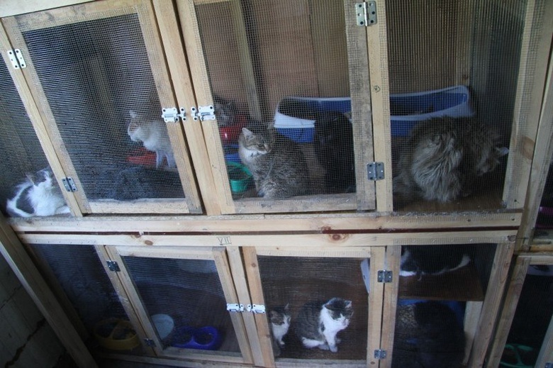 Приюту для животных «Мягкие лапки» требуется финансовая помощь