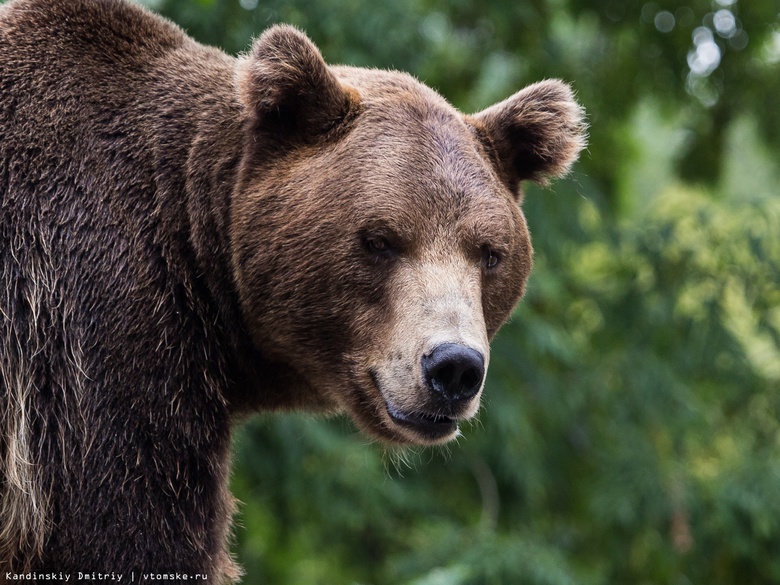 Численность медведей в лесах Томской области превышает норму в 1,5 раза