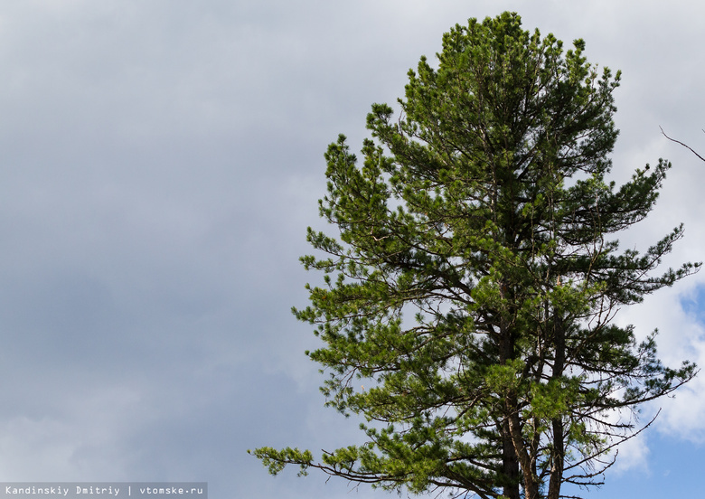 Власти: «лишние» деревья в кедровнике под Томском срубил субподрядчик