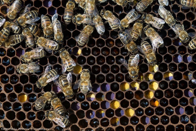 Пасечники из Шегарского района сообщили о массовой гибели пчел