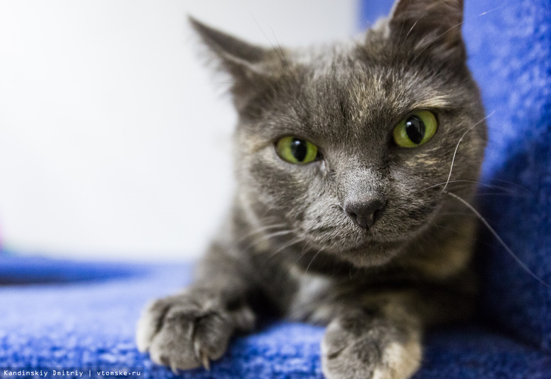 Мурчащее кафе: как люди и котики проводят время в томском Cat Space