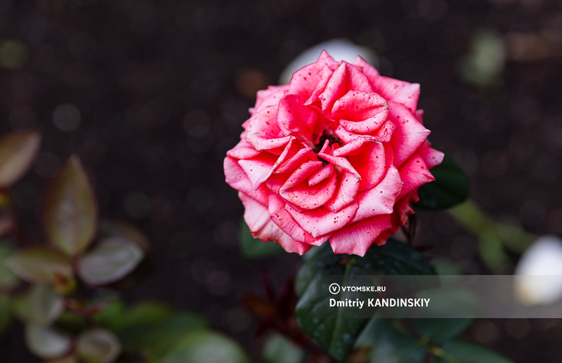 В версальском стиле: более 50 сортов роз расцвели на территории томского ботсада