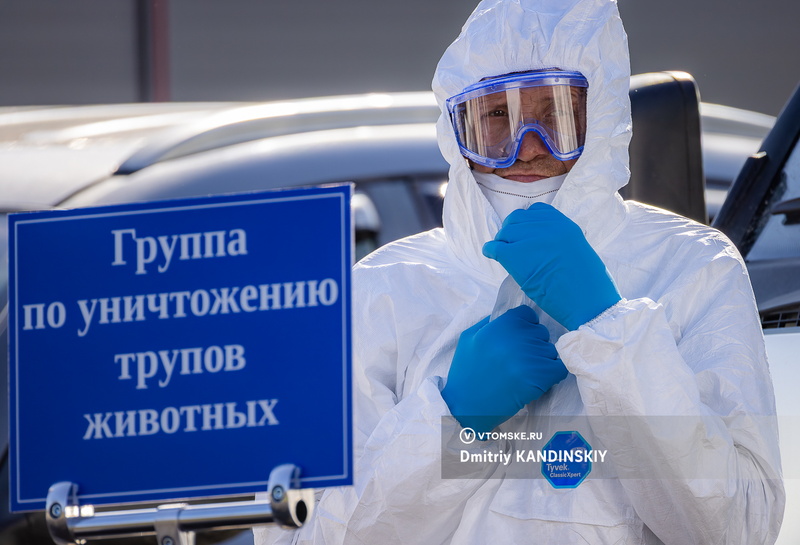 «Фермер привез зараженного поросенка»: Томская область репетирует борьбу с африканской чумой свиней