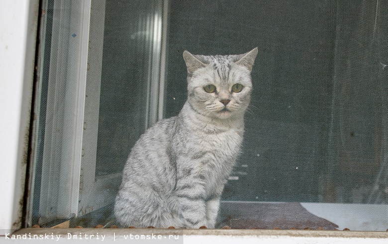 Кошки в томских окошках. 10 интересных фактов о котиках