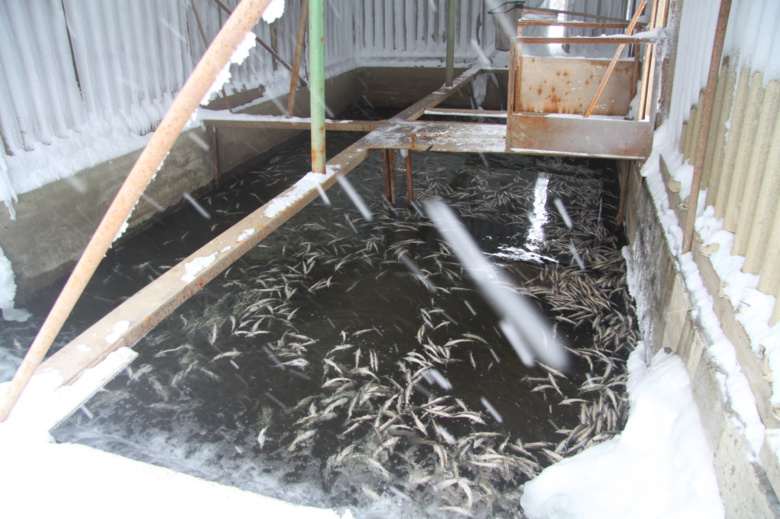 Более 50 тыс особей рыбы погибло на томском предприятии после сброса хлорированной воды