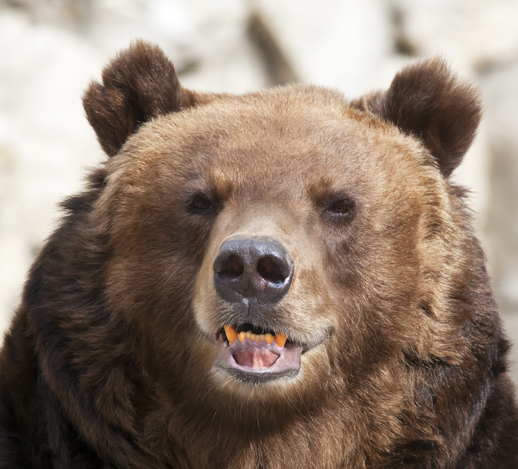 Стрежевчанка увидела медведя на своем дачном участке