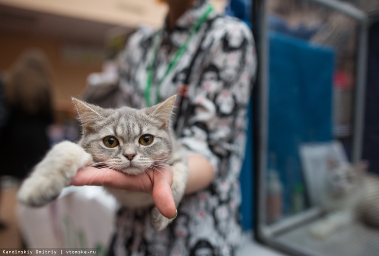 Котята и взрослые коты будут ждать горожан на ярмарке-раздаче в Томске