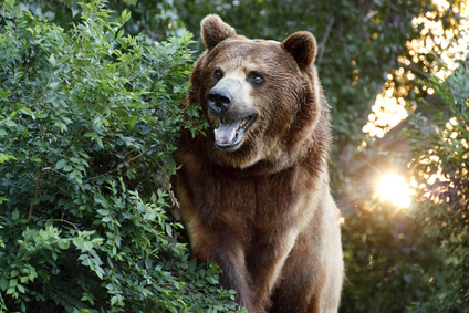 Охотники застрелили медведей в Стрежевом и Александровском