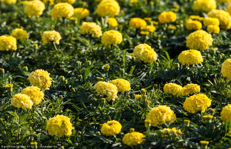 Специалисты высадили более 7 тыс цветов на томских клумбах